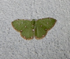 Argyrocosma inductaria