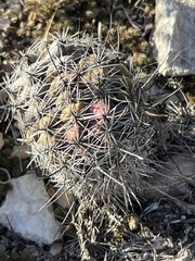 Neolloydia conoidea