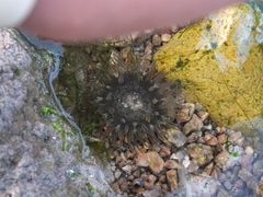 Actiniidae