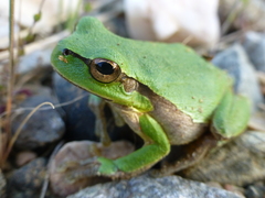 Hyla orientalis