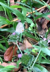 Jamides celeno aelianus