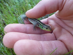 Lacerta diplochondrodes
