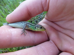 Lacerta diplochondrodes