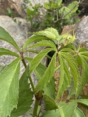Cyphostemma
