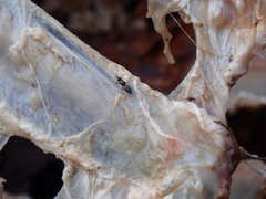 Prochyliza xanthostoma