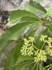 Cyphostemma