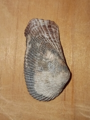 Lamarcka imbricata