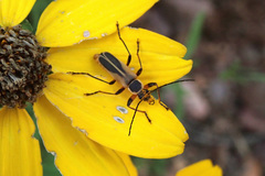 Chauliognathus opacus