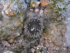 Actiniidae