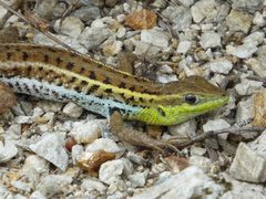 Ophisops elegans