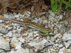 Ophisops elegans