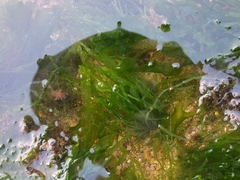 Ulvaceae