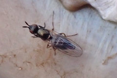 Prochyliza xanthostoma