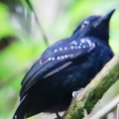 Thamnophilus bridgesi