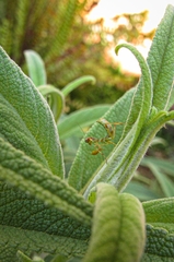 Stagmatoptera hyaloptera