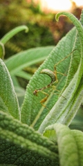 Stagmatoptera hyaloptera