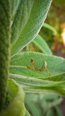 Stagmatoptera hyaloptera
