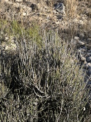 Ephedra antisyphilitica