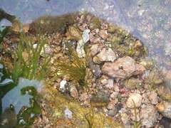 Chlorophyta