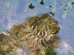Anthopleura fuscoviridis