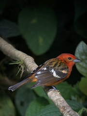 Piranga bidentata