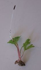 Symphyogyna hymenophyllum