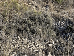 Ephedra antisyphilitica