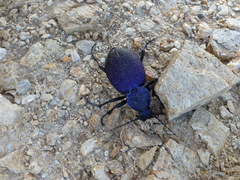 Carabus scabrosus