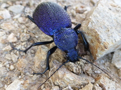 Carabus scabrosus