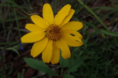 Heliopsis parvifolia