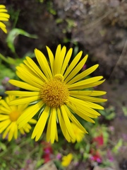 Doronicum