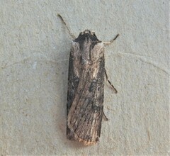 Agrotis malefida