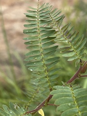 Chamaecrista plumosa