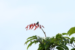 Cinnyris bifasciatus