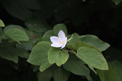 Bauhinia acuminata
