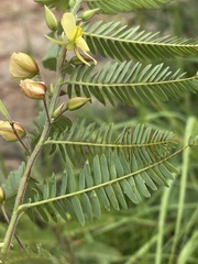 Chamaecrista plumosa