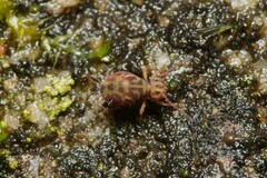 Dicyrtomidae