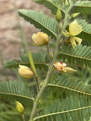 Chamaecrista plumosa