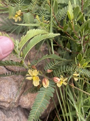 Chamaecrista plumosa