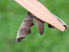 Marumba juvencus