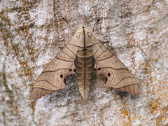 Marumba juvencus