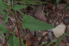 Heliopsis parvifolia