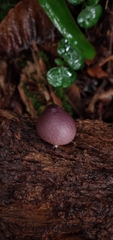 Lycoperdon fuligineum