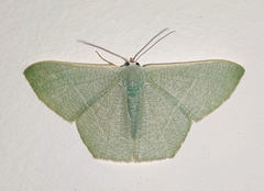Pelagodes antiquadraria