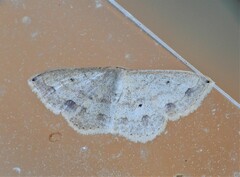 Scopula umbilicata
