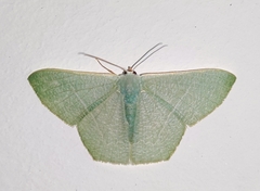 Pelagodes antiquadraria