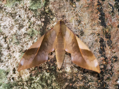 Clanis stenosema
