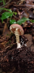 Stropharia acanthostipitata