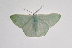 Pelagodes antiquadraria