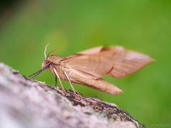 Clanis stenosema